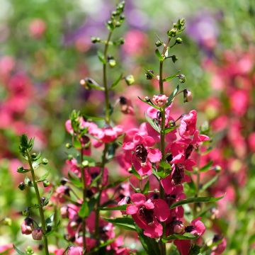 Angelonia Archangel Cherry Red - Zomerleeuwenbek