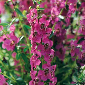 Angelonia Archangel Deep Rose - Zomerleeuwenbek