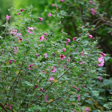 Anisodontea capensis El Rayo - Kaapse malva