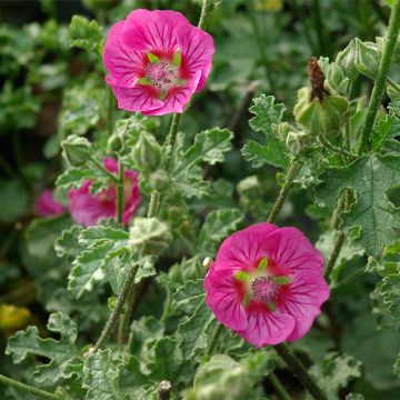 Anisodontea scabrosa Large Red - Kaapse malva