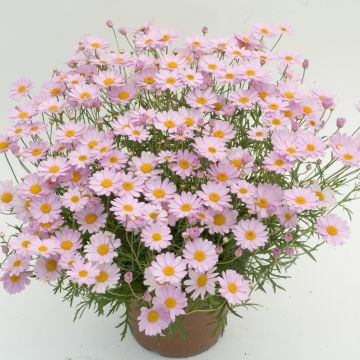 Argyranthemum Daisy Crazy Summit Pink - Struikmargriet