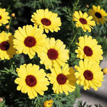 Argyranthemum Grandaisy Gold - Struikmargriet