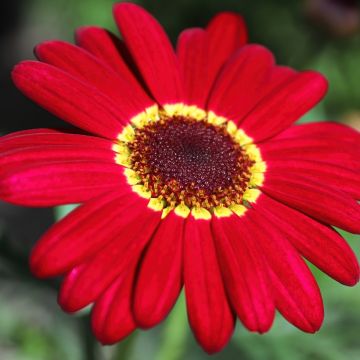 Argyranthemum Grandaisy Ruby - Struikmargriet