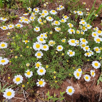 Anthemis cretica - Schubkamille