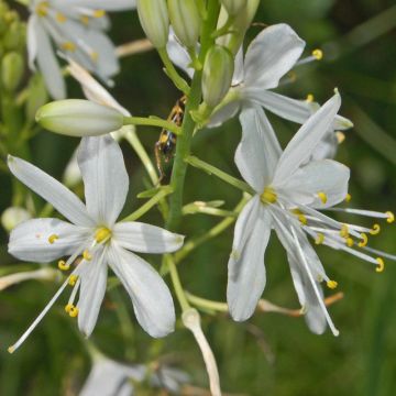 Anthericum ramosum - Vertakte graslelie