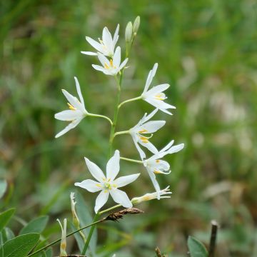 Anthericum liliago - Grote graslelie