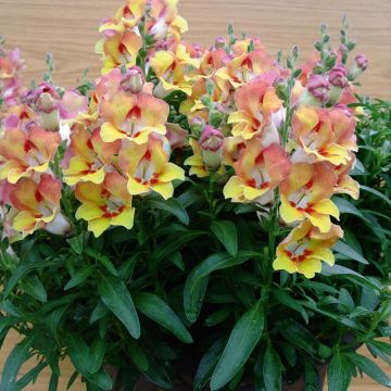Leeuwenbek Fruit Salad Up Apricot - Antirrhinum