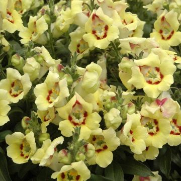 Leeuwenbek Fruit Salad Up Yellow - Antirrhinum