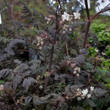 Anthriscus sylvestris Ravenswing - Fluitenkruid