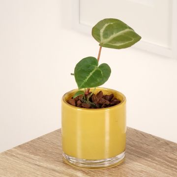 Anthurium Dorayaki x magnificum - Aderplant