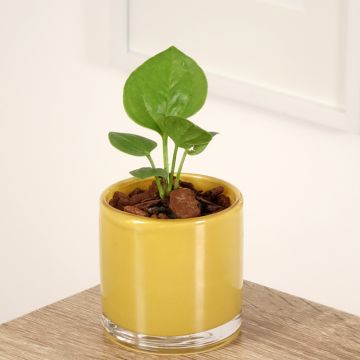 Anthurium jenmanii Green Jady - Aderplant