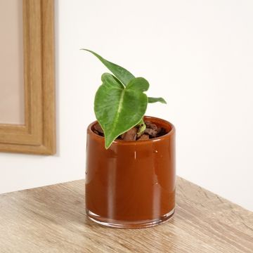 Anthurium magnificum - Flamingoplant