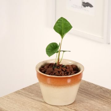 Anthurium magnificum x Dark Phoenix - Aderplant