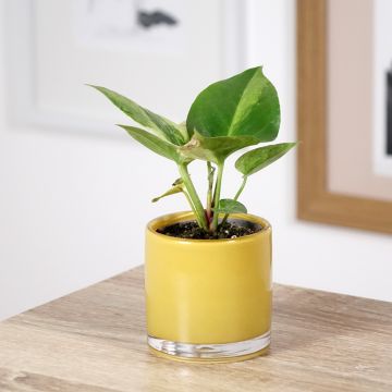 Anthurium Renaissance Variegata - Aderplant