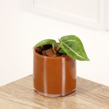 Anthurium crystallinum - Aderplant