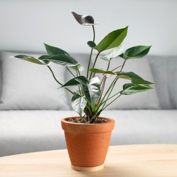 Anthurium Arrow - Aderplant