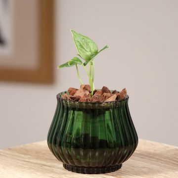 Anthurium clarinervium - Aderplant