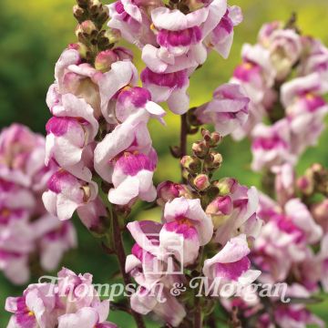 Leeuwenbek Nanum Bronze Dragon (zaad) - Antirrhinum majus