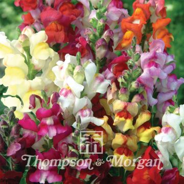Leeuwenbek Circus Clowns (zaad) - Antirrhinum majus