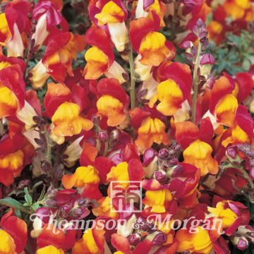 Leeuwenbek Rembrandt (zaad) - Antirrhinum nanum