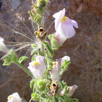 Antirrhinum hispanicum - Spaanse leeuwenbek