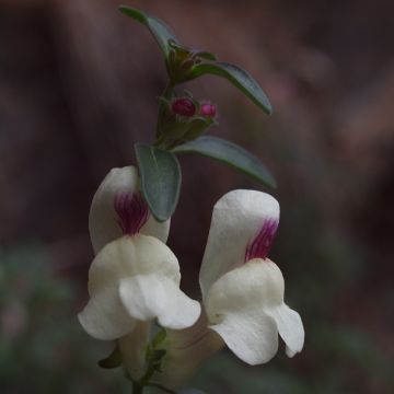Leeuwenbek - Antirrhinum sempervirens