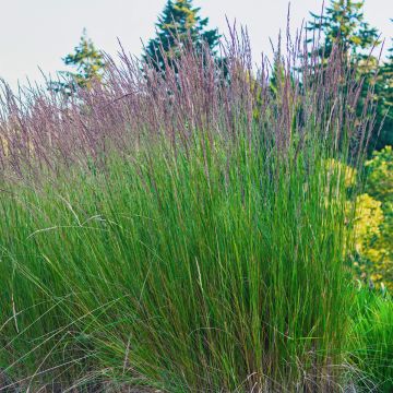 Apodasmia similis - Oioi