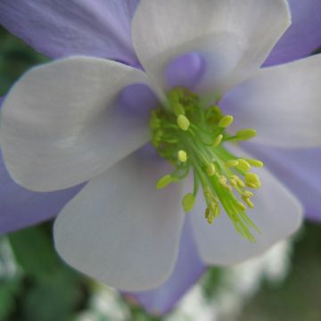 Akelei Songbird Series Bunting - Aquilegia