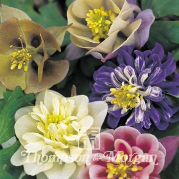 Akelei Sweet Rainbows (zaad) - Aquilegia