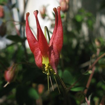 Canadese akelei Little Lanterns - Aquilegia canadensis