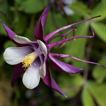 Aquilegia rockii - Akelei