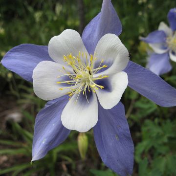 Aquilegia sibirica - Siberische akelei