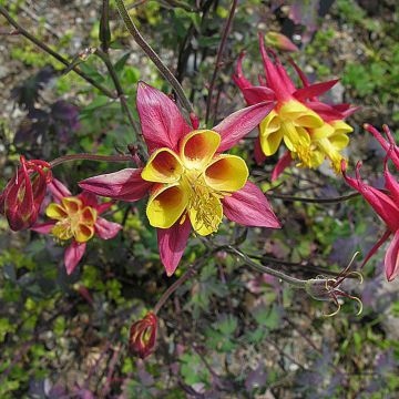 Aquilegia skinneri - Akelei