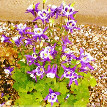 Akelei Woodside Gold - Aquilegia vulgaris