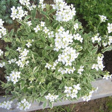 Arabis caucasica Variegata - Randjesbloem