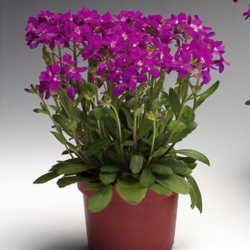 Arabis blepharophylla Rose Delight - Scheefkelk roze