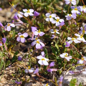 Arabis caucasica Rosea - Randjesbloem