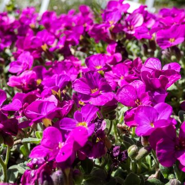 Arabis caucasica Aubris Deep Rose - Randjesbloem roze