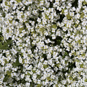 Arabis Snowcap - Randjesbloem