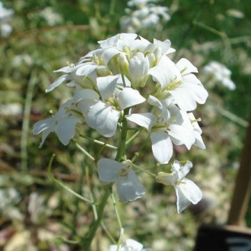 Arabis ferdinandi coburgii Old Gold - Scheefkelk