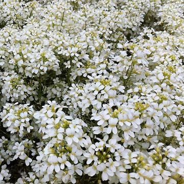Arabis procurrens Neuschnee - Scheefkelk