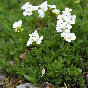 Arabis scopoliana - Scheefkelk