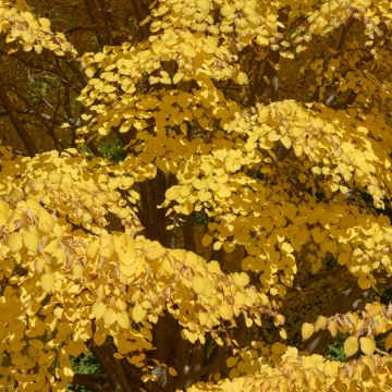 Cercidiphyllum japonicum - Katsuraboom