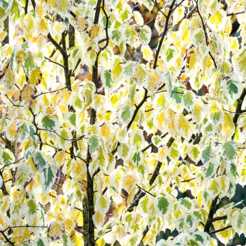 Davidia involucrata Lady Sunshine - Zakdoekjesboom