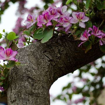 Bauhinia variegata - Orchideeënboom