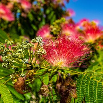 Albizia julibrissin Rouge de Tuilière - Perzische slaapboom
