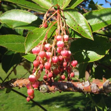 Arbutus x reyorum Marina - Aardbeiboom