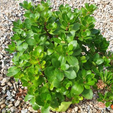 Arbutus unedo Peace and Love - Aardbeiboom