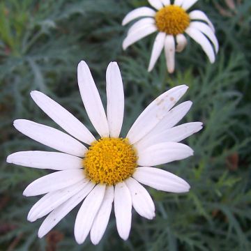 Argyranthemum Chelsea Girl - Struikmargriet