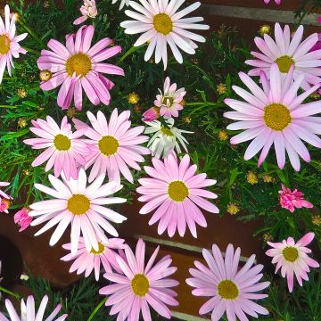Argyranthemum Gills Pink - Struikmargriet